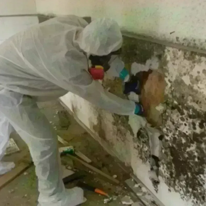 Mold Remediation and Removal in Greer, SC